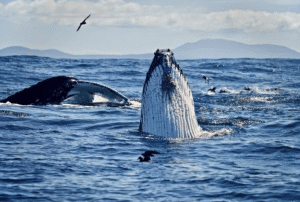 Why are wildlife boat tours becoming a must-do experience in Western Australia?